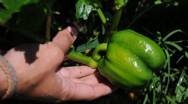 Agroecología